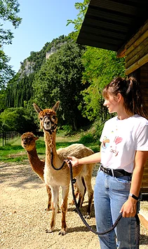 Foto di un lama al Camping La Rocca