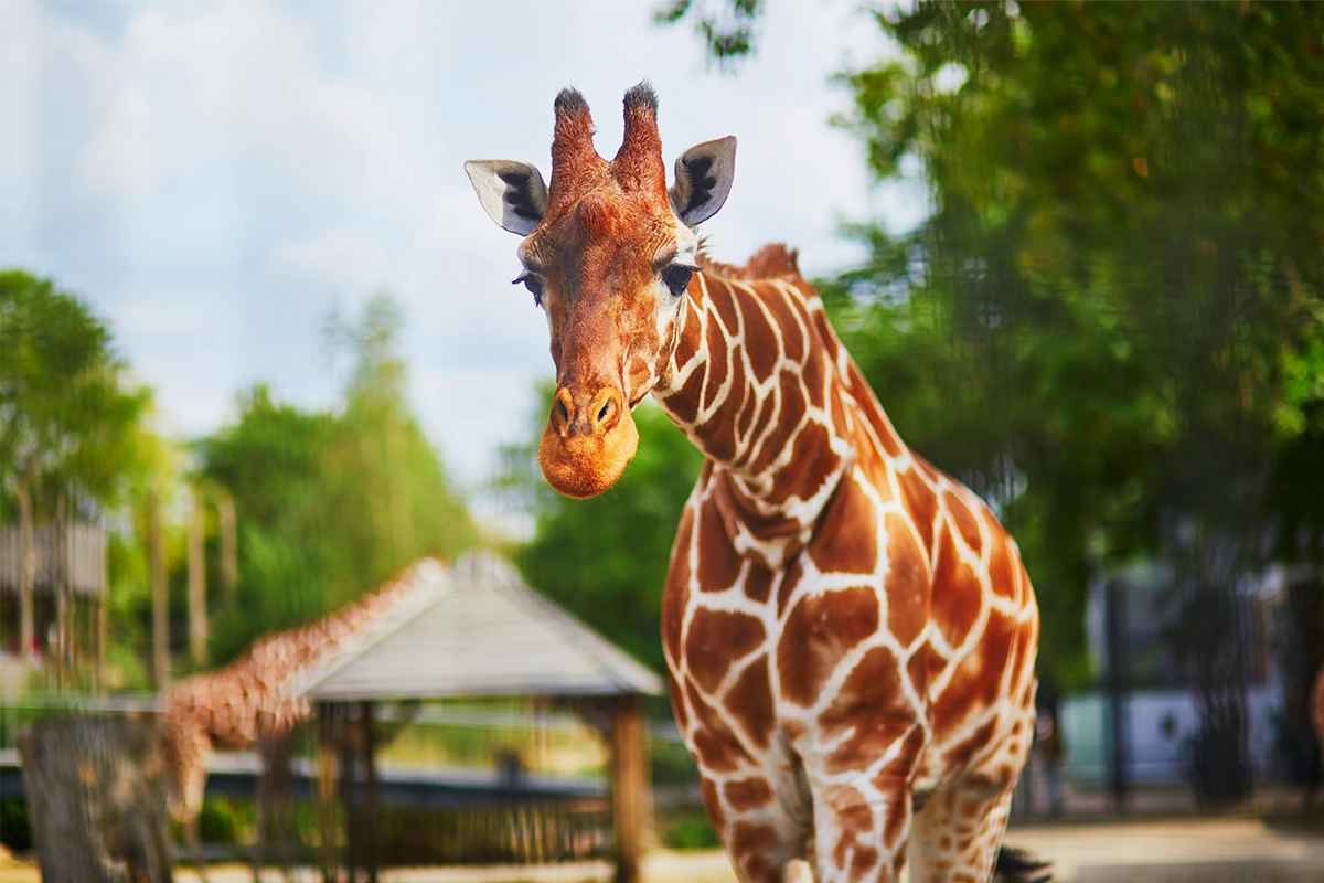 Giraffa presso lo zoo Natura Viva